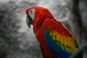 guacamaya roja