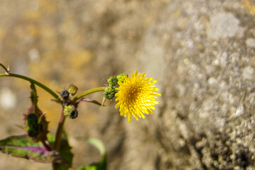 道端に咲くノゲシの花