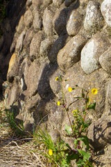 石垣に咲く花