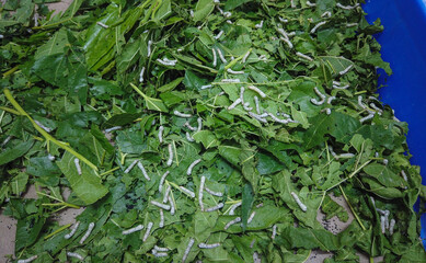 Silk worms hatchlings or larvae feeding on Mulberry leaves in Sericulture farming for silk cocoons in India.