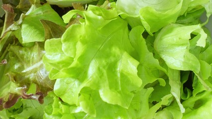 A lush tapestry of lettuce: vibrant Green Oak, Red Oak, Red Coral, and delicate Butterhead. Each leaf whispers freshness in a symphony of greens, a close-up of nature's bounty.
