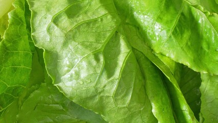 In this close-up, cos lettuce leaves unveil their vibrant hue and intricate patterns. Freshness...
