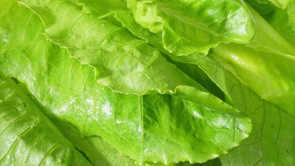 Close-up of cos lettuce leaves reveals a lush green hue and delicate veins. Freshness emanates from their crisp texture, while a subtle glossiness hints at their succulence.
