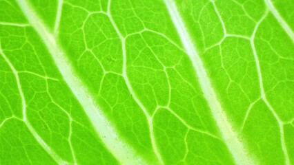 A verdant tapestry unfolds in this macro capture. The leaf's vibrant green hues sing of vitality, while intricate veins weave a mesmerizing pattern, reminiscent of nature's masterful strokes.
