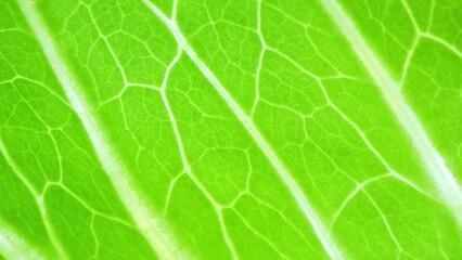 Dive into the verdant world of nature's architecture with this macro capture of a green leaf. Veins weave a mesmerizing web, a testament to the intricate beauty of life's smallest details.
