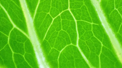 In the microcosm of a leaf, veins emerge as intricate pathways, a testament to nature's meticulous craftsmanship. Smooth surface contrasts the vibrant, highlighted network.
