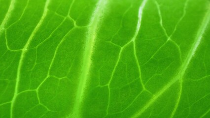 In this close-up marvel, a verdant leaf emerges, its surface a canvas of seamless perfection. Veins sprawl across, a testament to nature's precision, each line a roadmap of life's intricate pathways.
