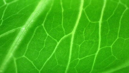 A mesmerizing close-up reveals the leaf's verdant hues, accentuating its intricate network of...