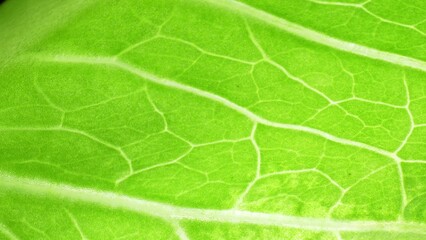 Zoom in on a leaf reveals a verdant world of intricate veins, a mesmerizing tapestry of life's pathways. Green vibrancy intertwines with delicate precision, showcasing nature's masterful design.