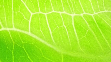 In the microcosm of a leaf, nature's artistry unfolds. Vibrant green hues paint the canvas, while intricate veins form a web of life, silently conducting nutrients through a mesmerizing network.
