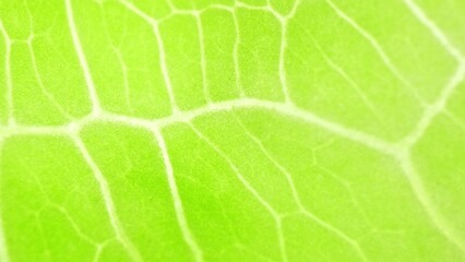 Captured in stunning detail, the close-up shot unveils the leaf's mesmerizing texture, each vein a testament to nature's artistry. A symphony of green, it whispers of vitality and renewal.
