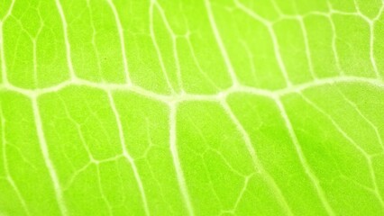 In this macro marvel, the green leaf's delicate veins dance across the frame, a testament to the beauty of nature's craftsmanship. Its vibrant hue sings of life and health.
