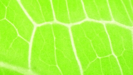 This macro image showcases the stunning detail of a green leaf, with its delicate veins weaving a mesmerizing pattern across its surface. The vivid green hue signifies its robust vitality.
