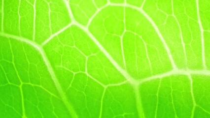 Delve into the close-up realm of a Cos lettuce leaf, where every delicate vein tells a story of growth and vitality, its vibrant green hue a symphony of freshness and natural elegance.
