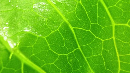 A macro shot captures the intricacies of a verdant leaf, its velvety texture and delicate veins etched like nature's fine art. Glistening droplets adorn its surface, enhancing its lush green hue.
