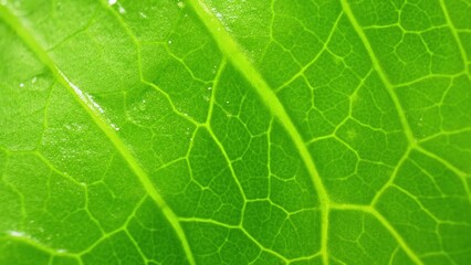 Explore the captivating beauty of a lush green leaf up close, its surface adorned with mesmerizing vein patterns and shimmering water droplets, a testament to the wonders of the natural world.
