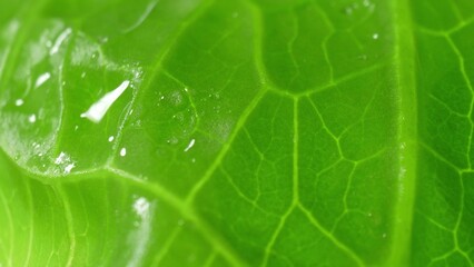 A close-up of a vibrant Cos lettuce leaf: The intense green color and intricate veins draw the eye,...