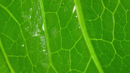 Zoom in on a pristine Cos lettuce leaf: Its verdant tones and intricate network of veins stand out,...