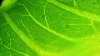 A close-up reveals a vibrant Cos lettuce leaf, its lush green hue captivating. Delicate veins traverse its surface, accentuated by glistening droplets, imbuing it with an irresistible freshness.
