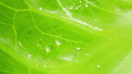 A verdant Cos lettuce leaf, its intricate veins sprawl across the vibrant green canvas, epitomizing...