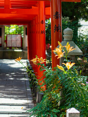神社に咲いたスカシユリと鮮やかな鳥居