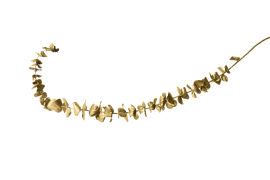 Brown Eucalyptus round leaves transparent png