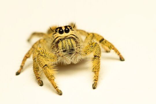 Macro shot Jumping spider hyllus diardi on nature background.