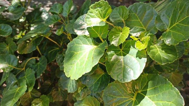 Polyscias balfouriana