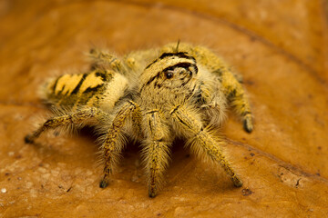Macro shot Jumping spider hyllus diardi on nature background.