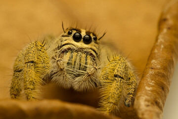 Macro shot Jumping spider hyllus diardi on nature background.