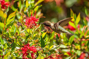 Anna's Hummingbird drinking nectar from a flower.