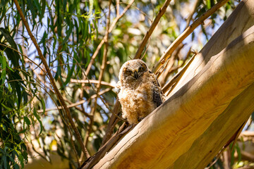 Owl chick sitting on a tree. 