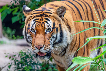 Malayan Tiger - Panthera tigris jacksoni - is a critically endangered tiger subspecies native to the Malay Peninsula