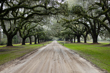Avenue of Oaks at Boone Hall Plantation in Charleston, South Carolina