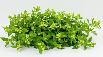 Obraz premium fresh green basil on white background