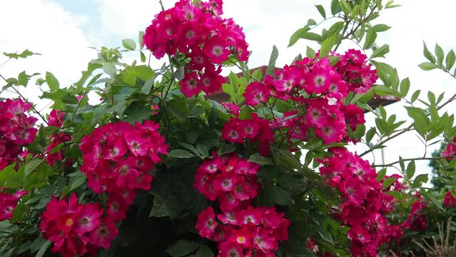 A rose is either a woody perennial flowering plant of genus Rosa. Bright pink, crimson and magenta double roses grow as a bush in park. Bush simple non-double small-flowered with many buds.