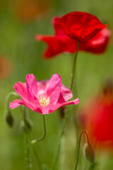 Obraz premium ひなげしの花