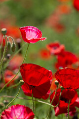 Fototapeta premium ひなげしの花