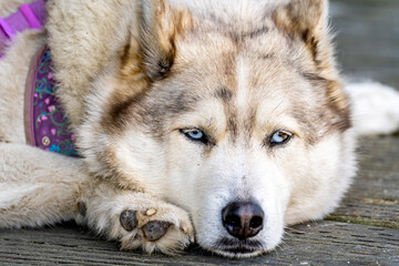 Bored husky with blue eyes.