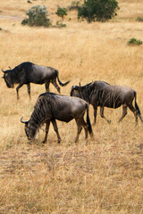 Fototapeta premium wildebeest in serengeti