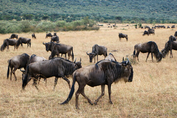 wildebeest in serengeti national park