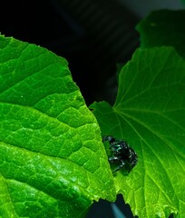 Leaf With Spider