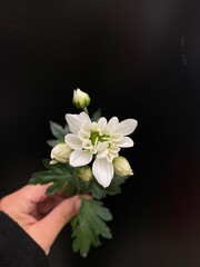 bouquet of flowers on black