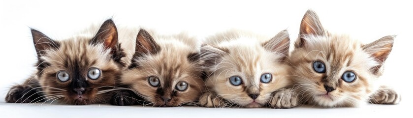 Obraz premium Cute group of four fluffy kittens with blue eyes lying down together, isolated on white background.