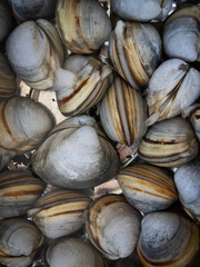 The name of the clam is Dongjuk.