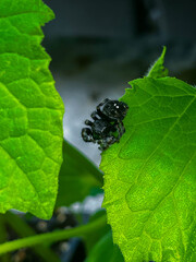 spider on leaf