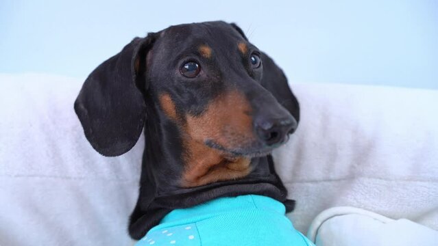 Portrait of dachshund dog in blue clothes lazily lying on sofa in anticipation of food, carefully accompanies owner with hungry look, licks lip Spoiled dog on diet, begging for food with gaze that ask