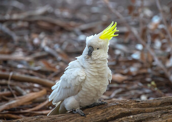 Sulphur-crested cockatoo in Australia. Large white bird with a yellow crest. Close-up