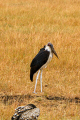 vulture in the serengeti