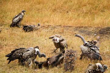 Fototapeta premium vulture in serengeti national park city